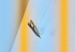 Catoptria