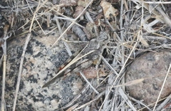 Cratypedes neglectus