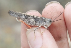 Cratypedes neglectus