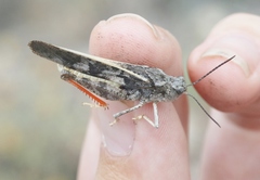 Cratypedes neglectus