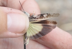 Cratypedes neglectus