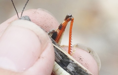 Cratypedes neglectus