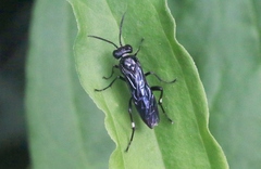 Macrophya