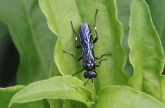 Macrophya