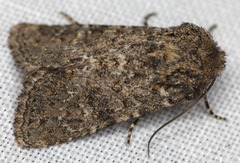 Pseudobryomima fallax