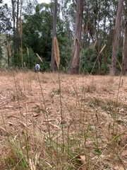 Alopecurus pratensis