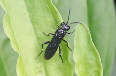 Macrophya