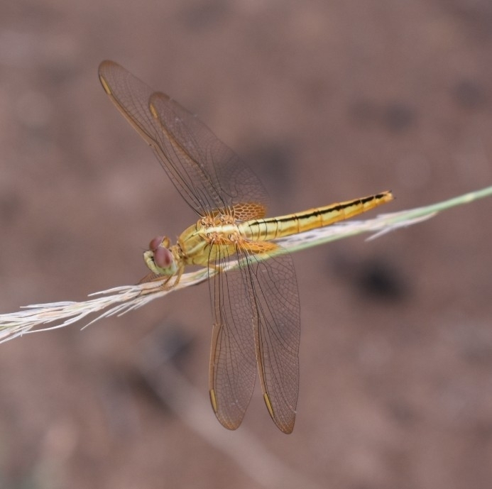 Scarlet Skimmer