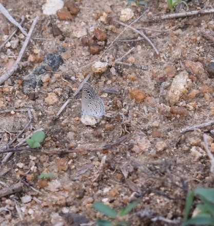 Lesser Grass Blue
