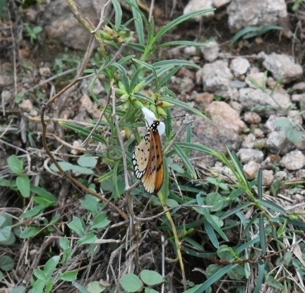 Tawny Coster