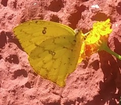 Phoebis neocypris