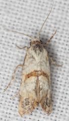 Platphalonidia felix