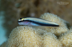 Cleaner Goby photo 2