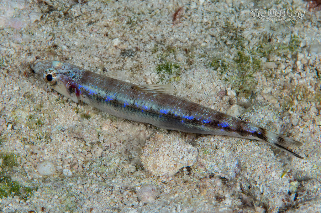 Suspicious Lizardfish