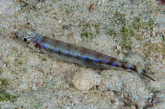 Suspicious Lizardfish photo 1