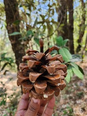 Pinus roxburghii, photograph (c) deepachandran, some rights reserved (CC BY-SA)