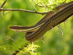 Masticophis bilineatus