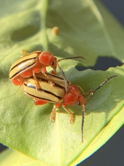 Disonycha quinquelineata