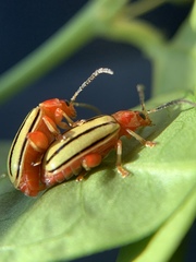 Disonycha quinquelineata