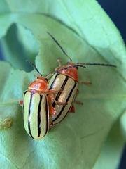 Disonycha quinquelineata