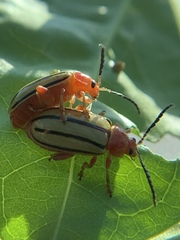 Disonycha quinquelineata