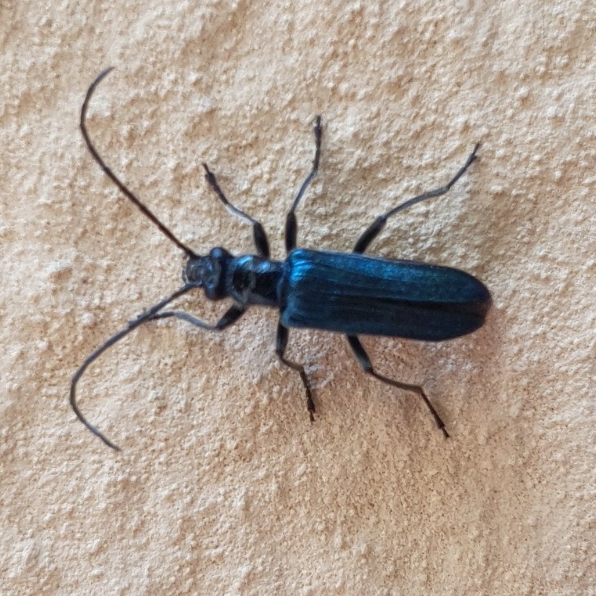 Anogcodes ruficollis