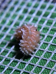 Disonycha quinquelineata