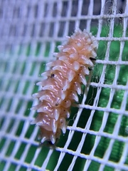 Disonycha quinquelineata