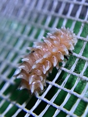 Disonycha quinquelineata