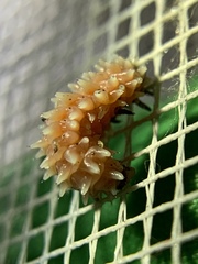 Disonycha quinquelineata