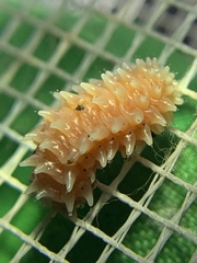 Disonycha quinquelineata