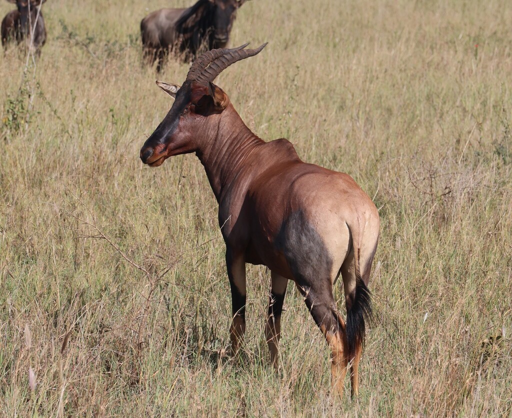 Damaliscus lunatus jimela, Serengeti, Tanzania, by jonathantz