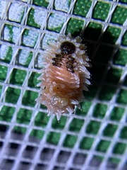 Disonycha quinquelineata