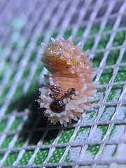 Disonycha quinquelineata