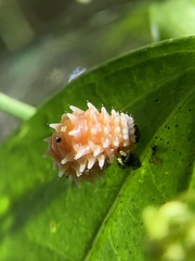 Disonycha quinquelineata