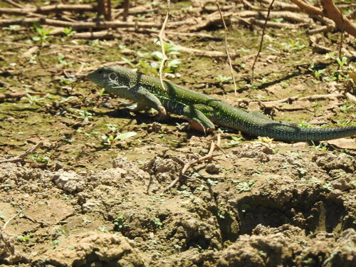 Giant Ameiva