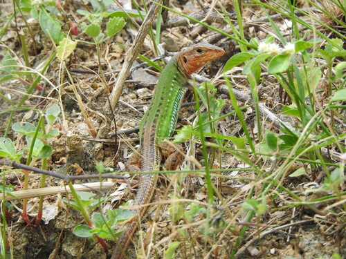 Spix's Whiptail