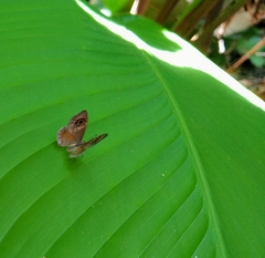 Perophthalma tullius