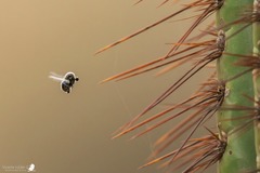 Carvalhoa appendiculata