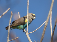 Poicephalus meyeri transvaalensis