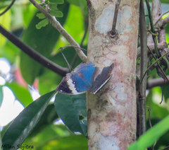 Kallima albofasciata