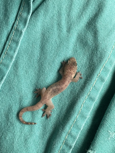 Common Four-clawed Gecko