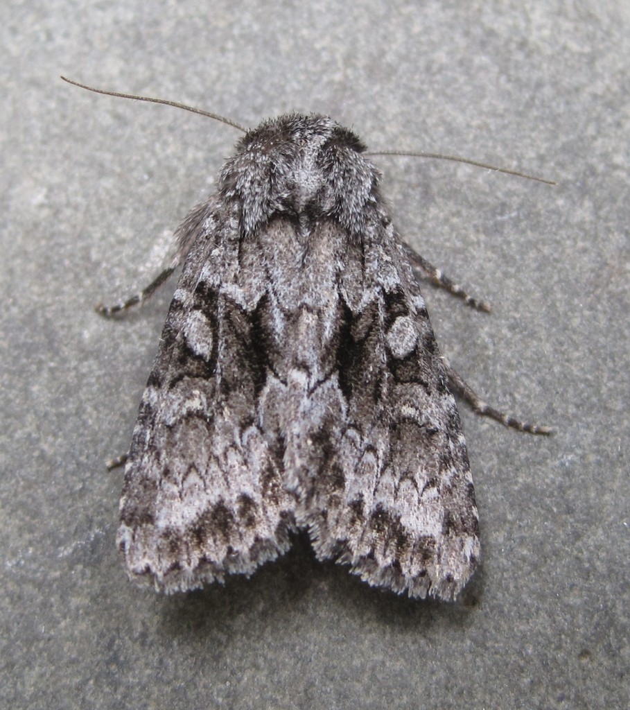 Private Sallow