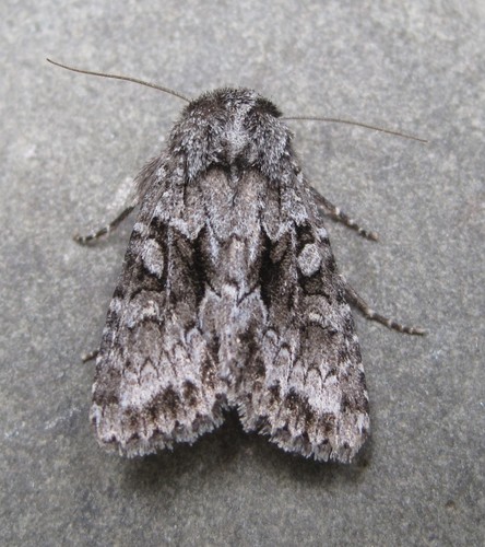 Sutyna privata Walker, 1857