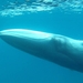 Omura's Whale - Photo (c) Salvatore Cerchio et al. / Royal Society Open Science, some rights reserved (CC BY)