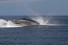 Omura's Whale photo 4