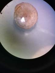 Strobilops labyrinthicus