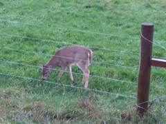 Odocoileus virginianus leucurus