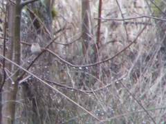 Cistothorus palustris