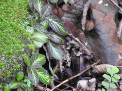 Phinaea multiflora